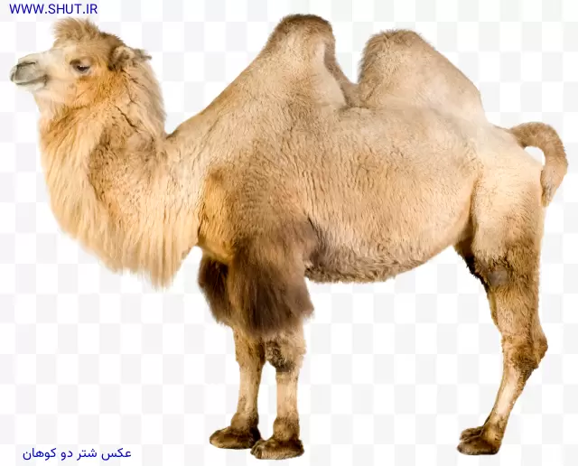 عکس شتر دو کوهان