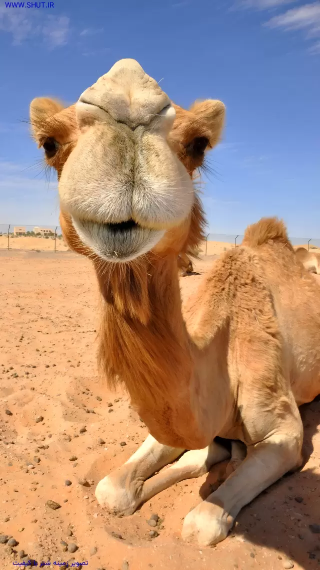 تصویر زمینه شتر با کیفیت