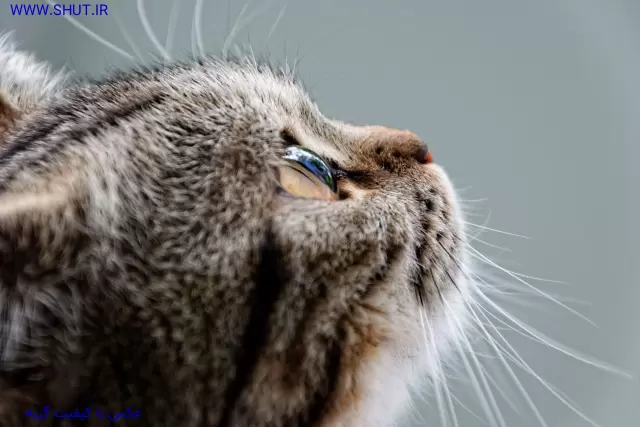 عکس با کیفیت گربه