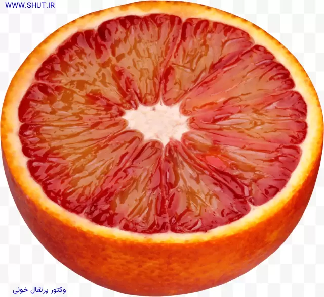 وکتور پرتقال خونی