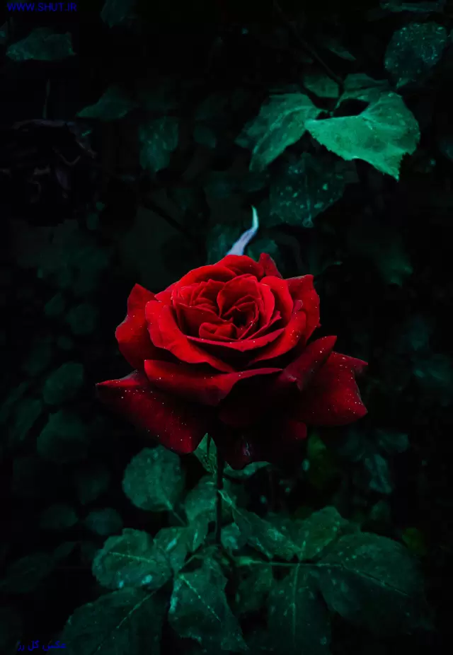 عکس گل رز