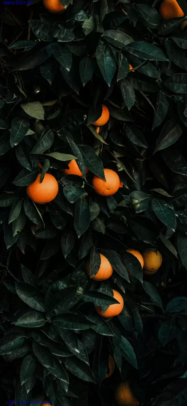 تصویر زمینه درخت پرتقال