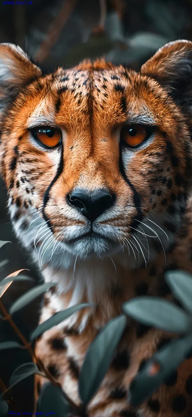 عکس تصویر زمینه یوزپلنگ
