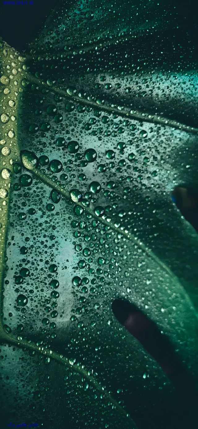 عکس والپیپر برگ
