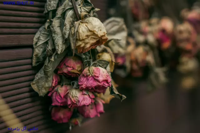 عکس گل پژمرده