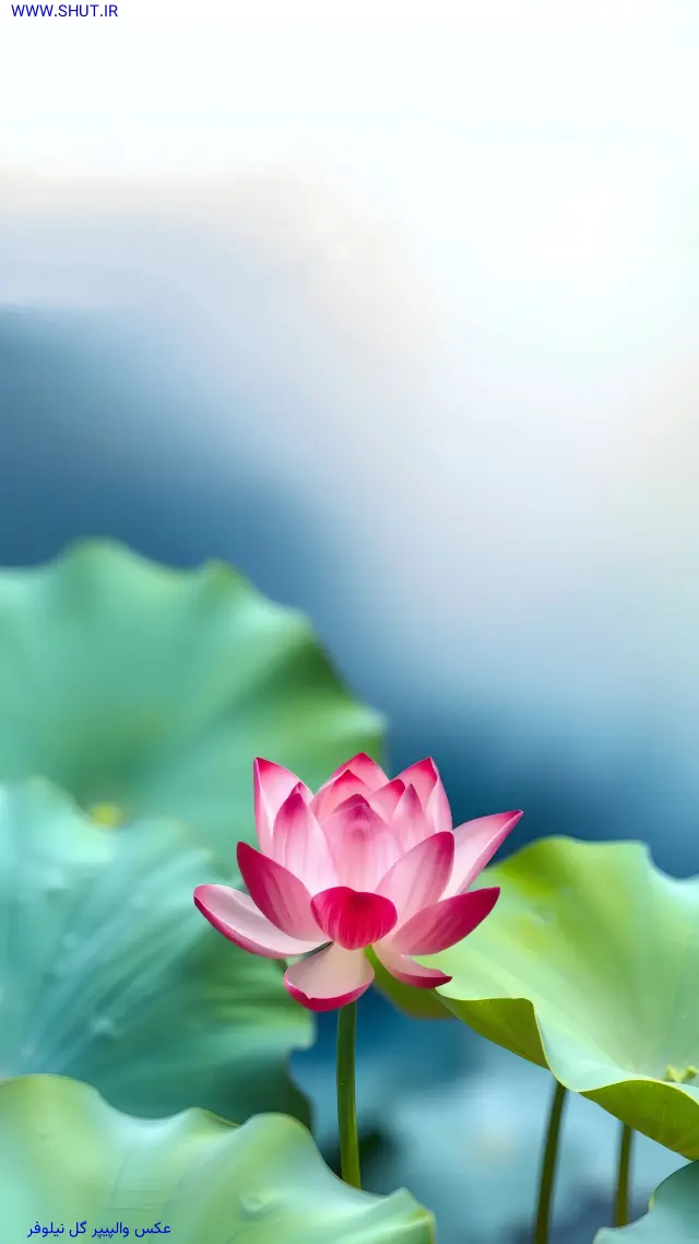 عکس والپیپر گل نیلوفر