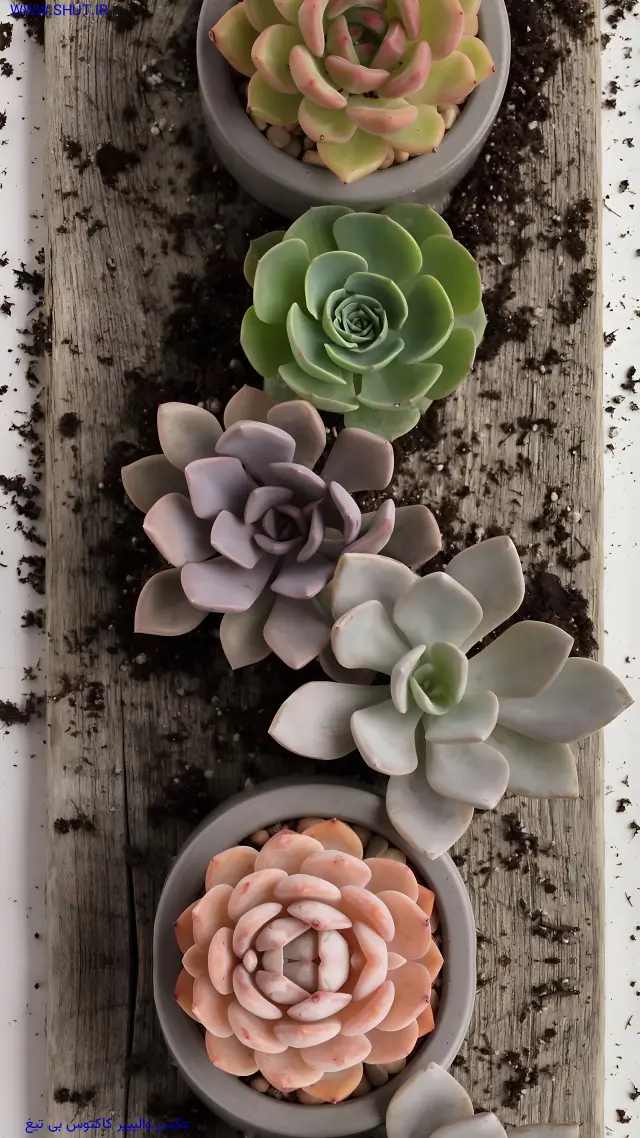 عکس والپیپر کاکتوس بی تیغ