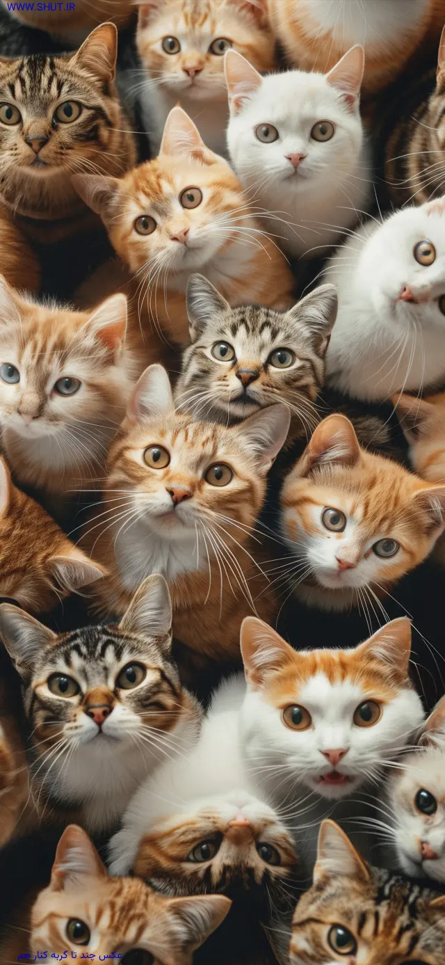 عکس چند تا گربه کنار هم