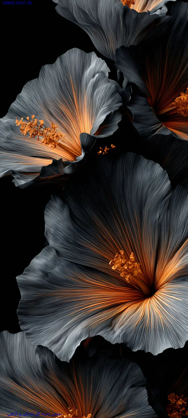 تصویر زمینه گل مشکی و نارنجی