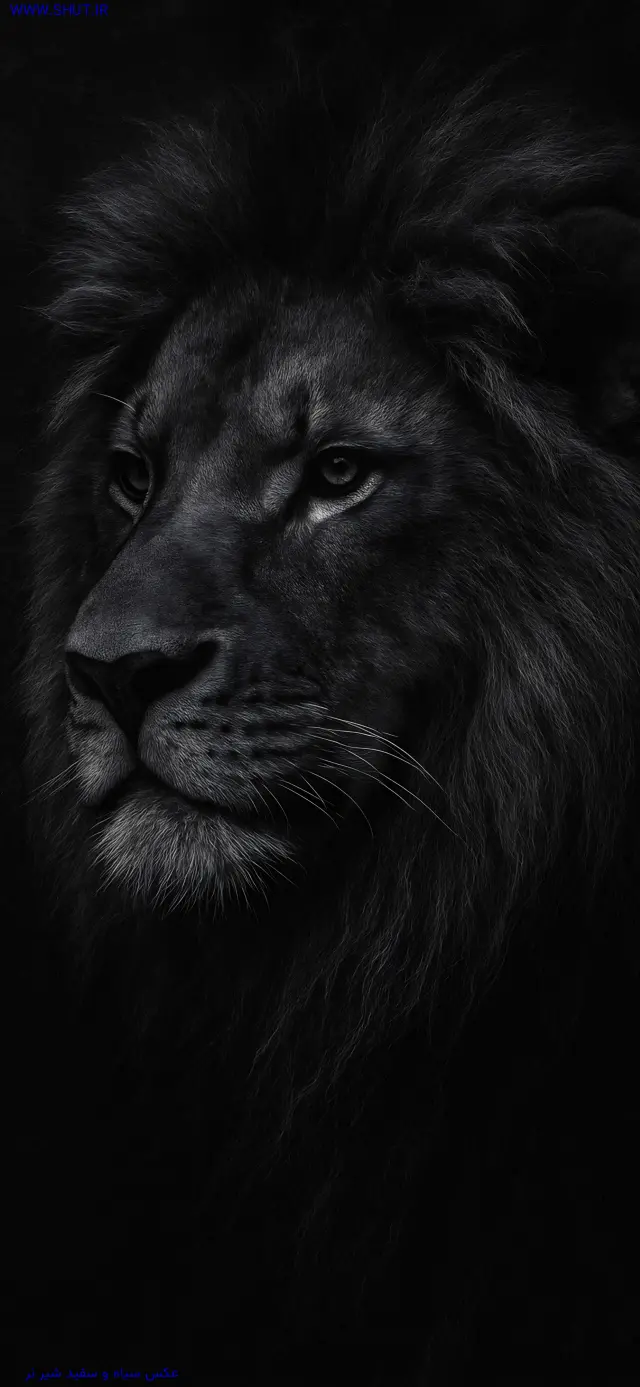 عکس سیاه و سفید شیر نر