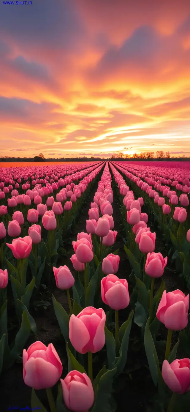 عکس والپیپر لاله زار