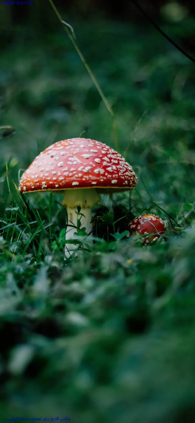 عکس قارچ برای تصویر زمینه گوشی