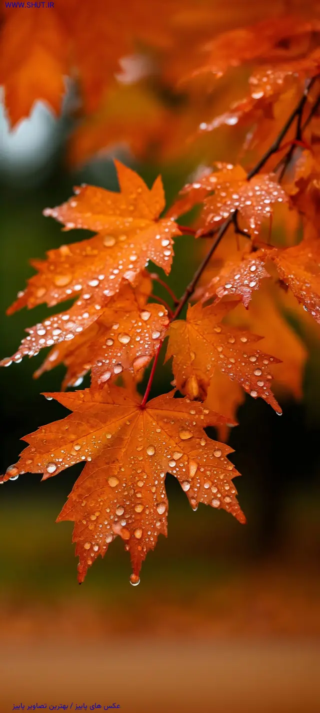 عکس های پاییز / بهترین تصاویر پاییز