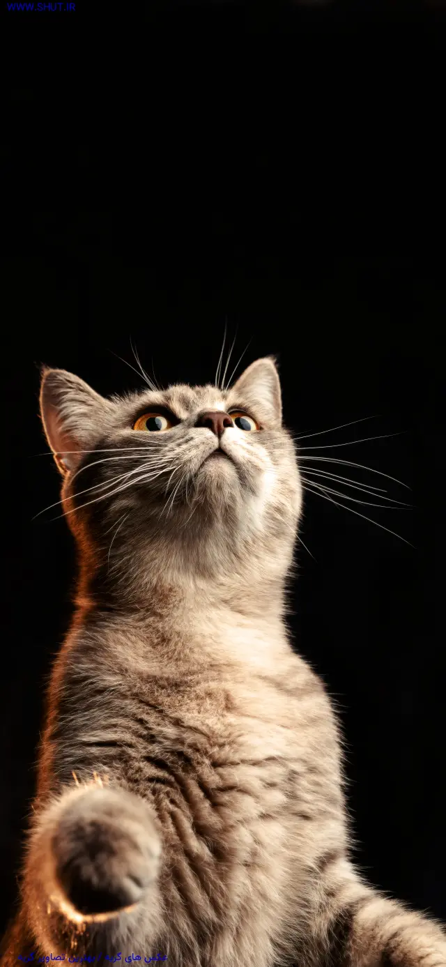 عکس های گربه / بهترین تصاویر گربه