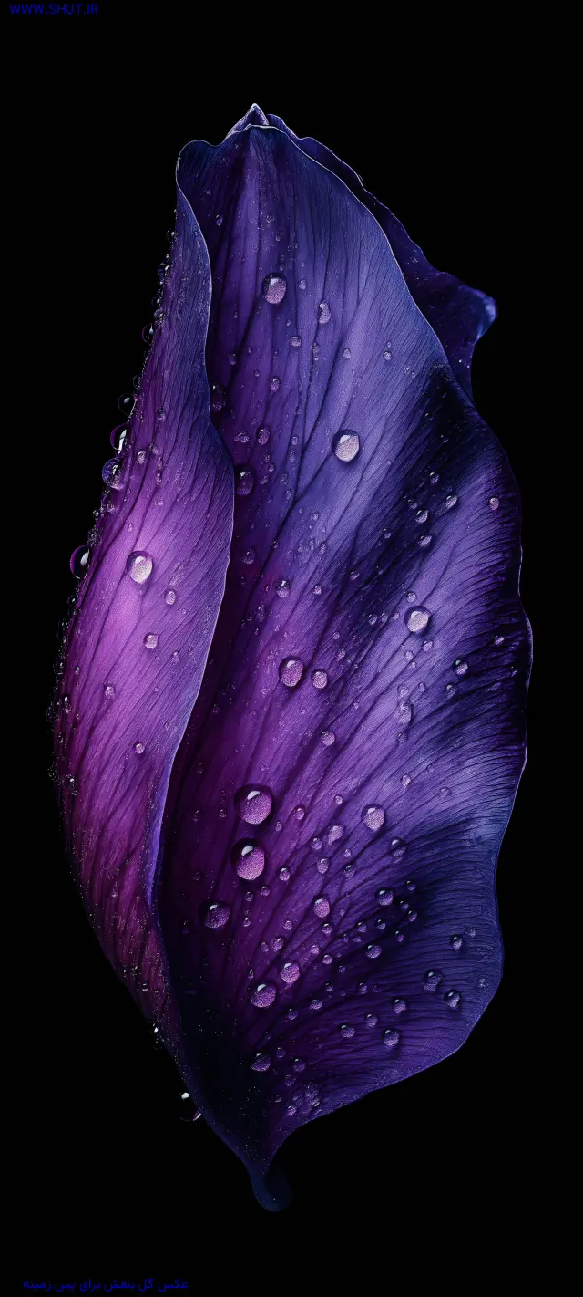 عکس گل بنفش برای پس زمینه