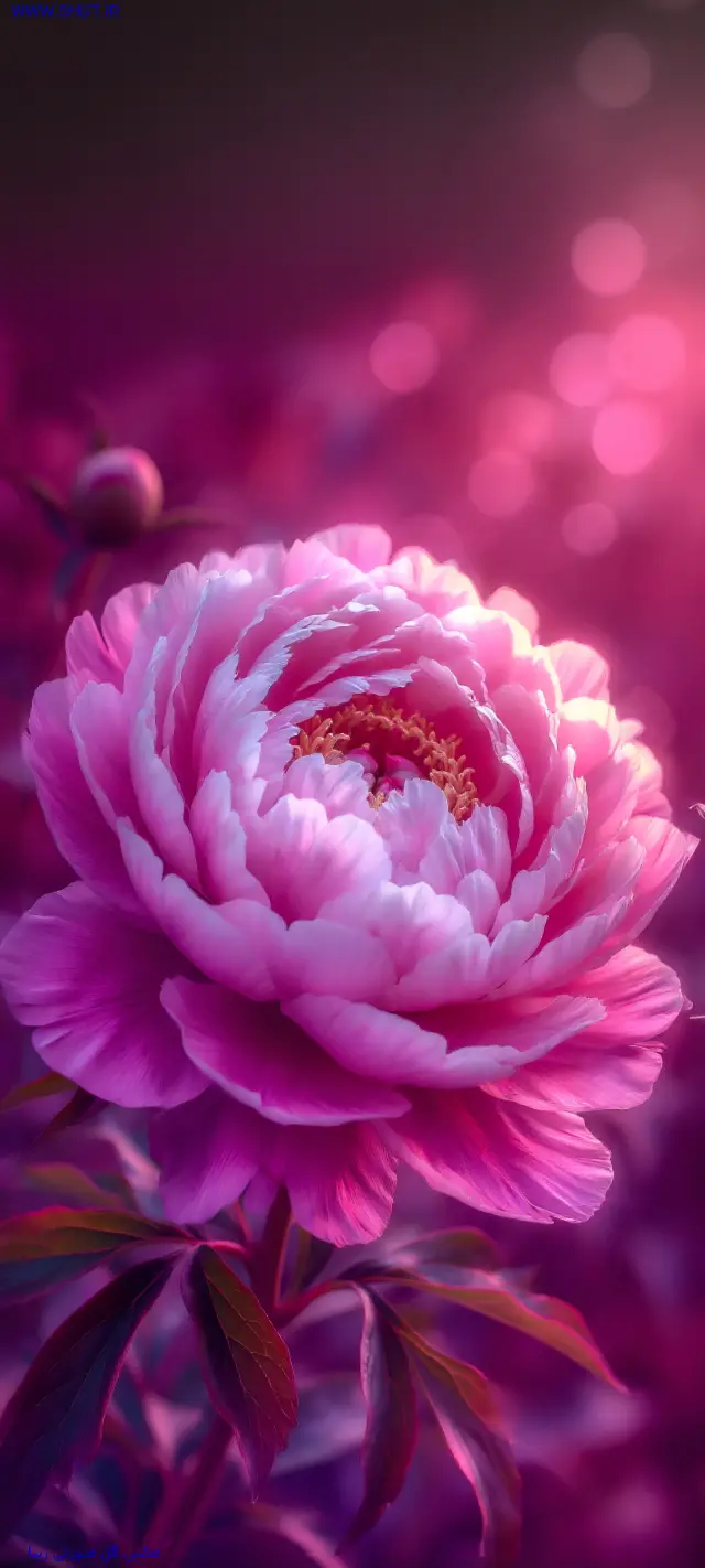 عکس گل صورتی زیبا