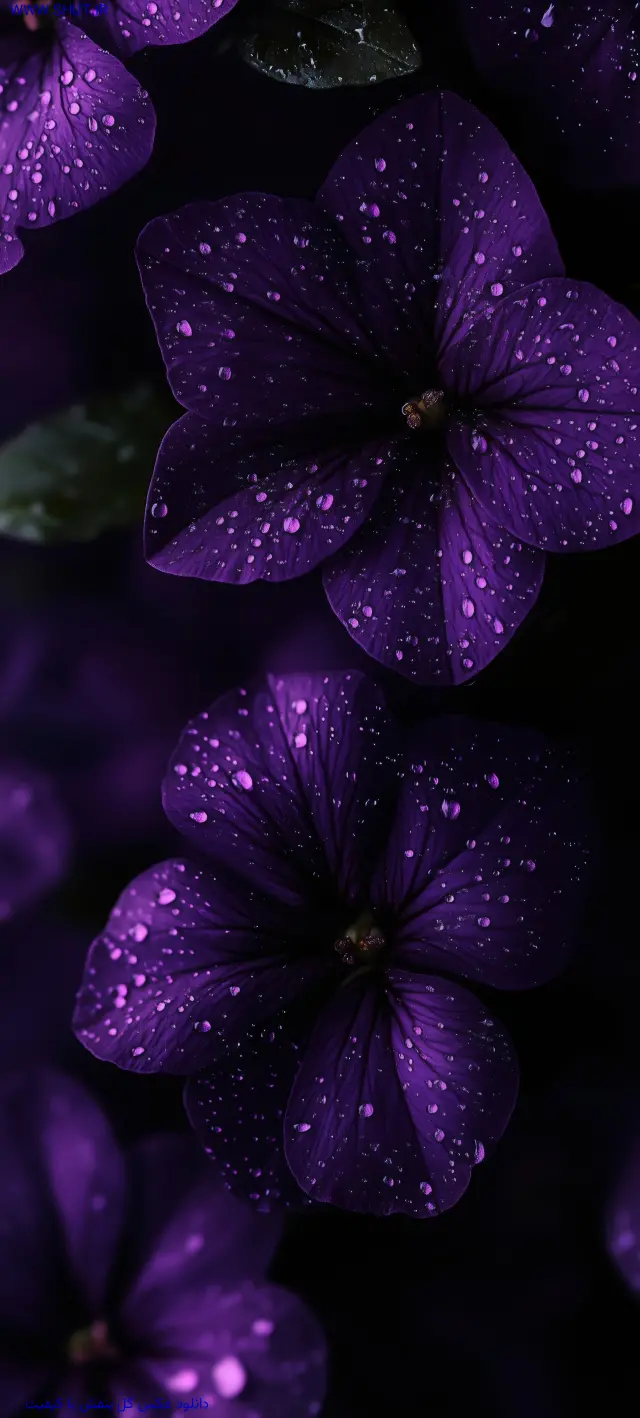 دانلود عکس گل بنفش با کیفیت