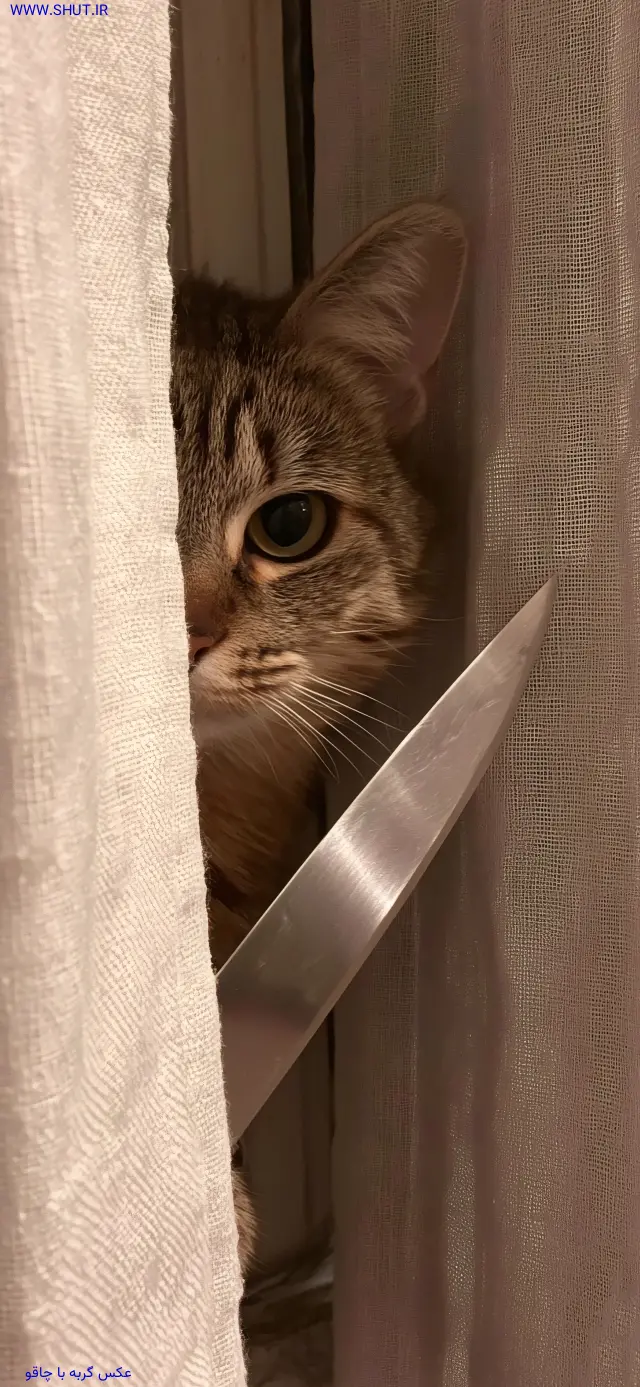 عکس گربه با چاقو