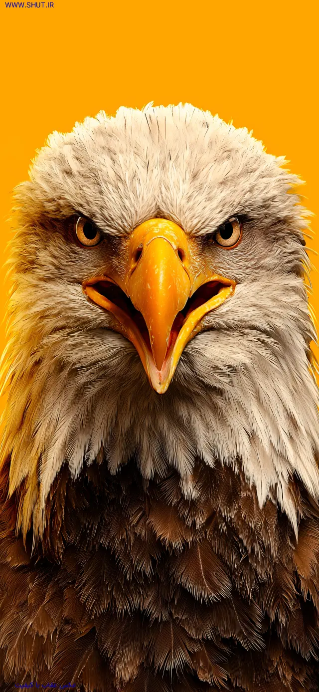 عکس عقاب با کیفیت 4K