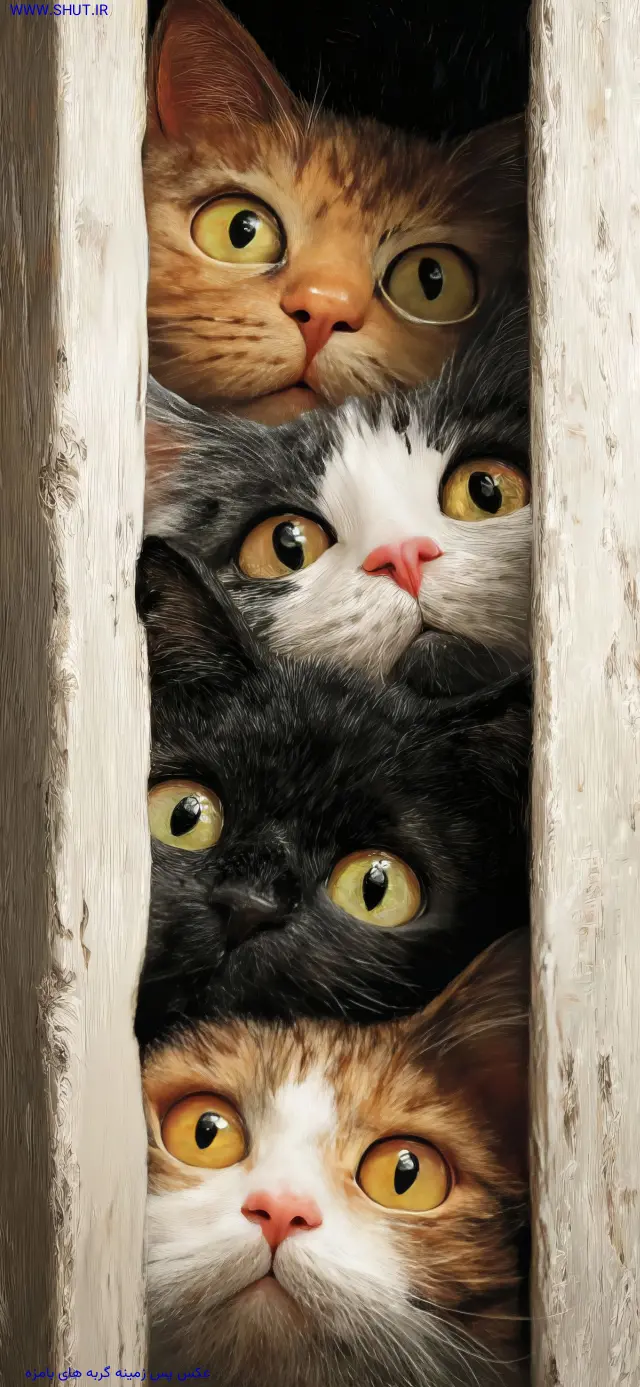 عکس پس زمینه گربه های بامزه
