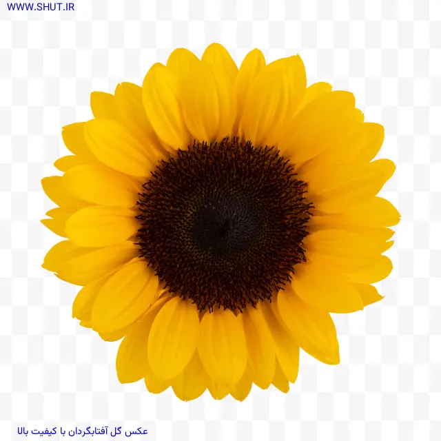عکس گل آفتابگردان با کیفیت بالا