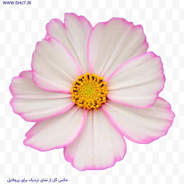 عکس گل از نمای نزدیک برای پروفایل