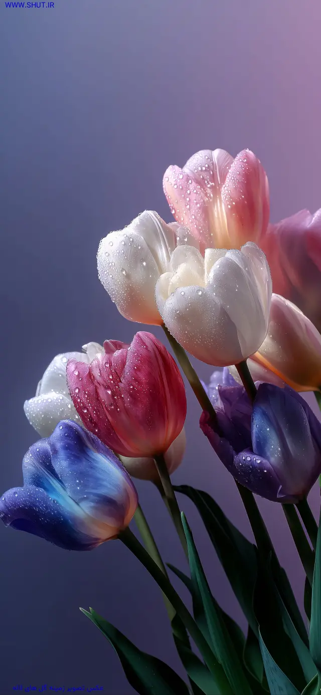 عکس تصویر زمینه گل های لاله