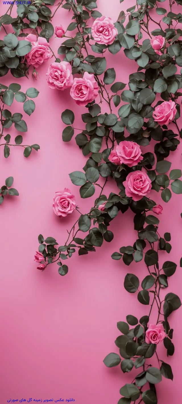 دانلود عکس تصویر زمینه گل های صورتی