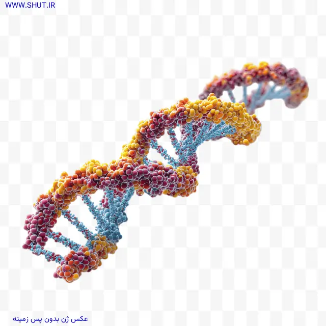 عکس ژن بدون پس زمینه