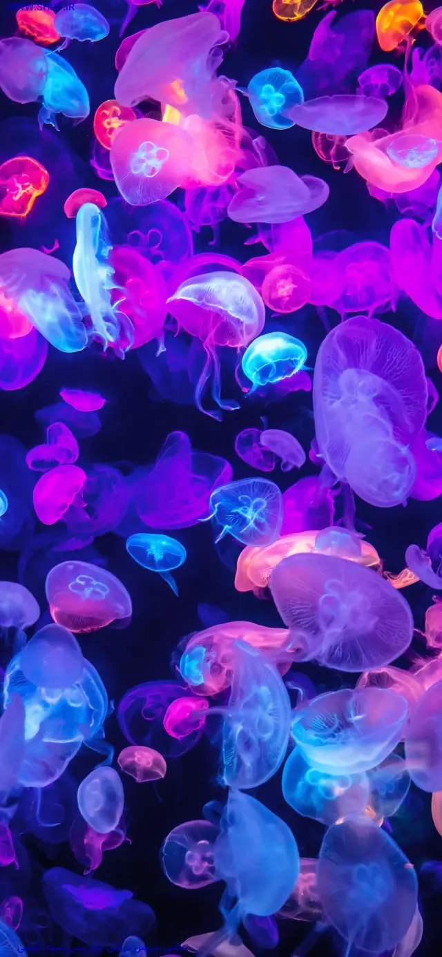 عکس عروس دریایی برای پس زمینه گوشی