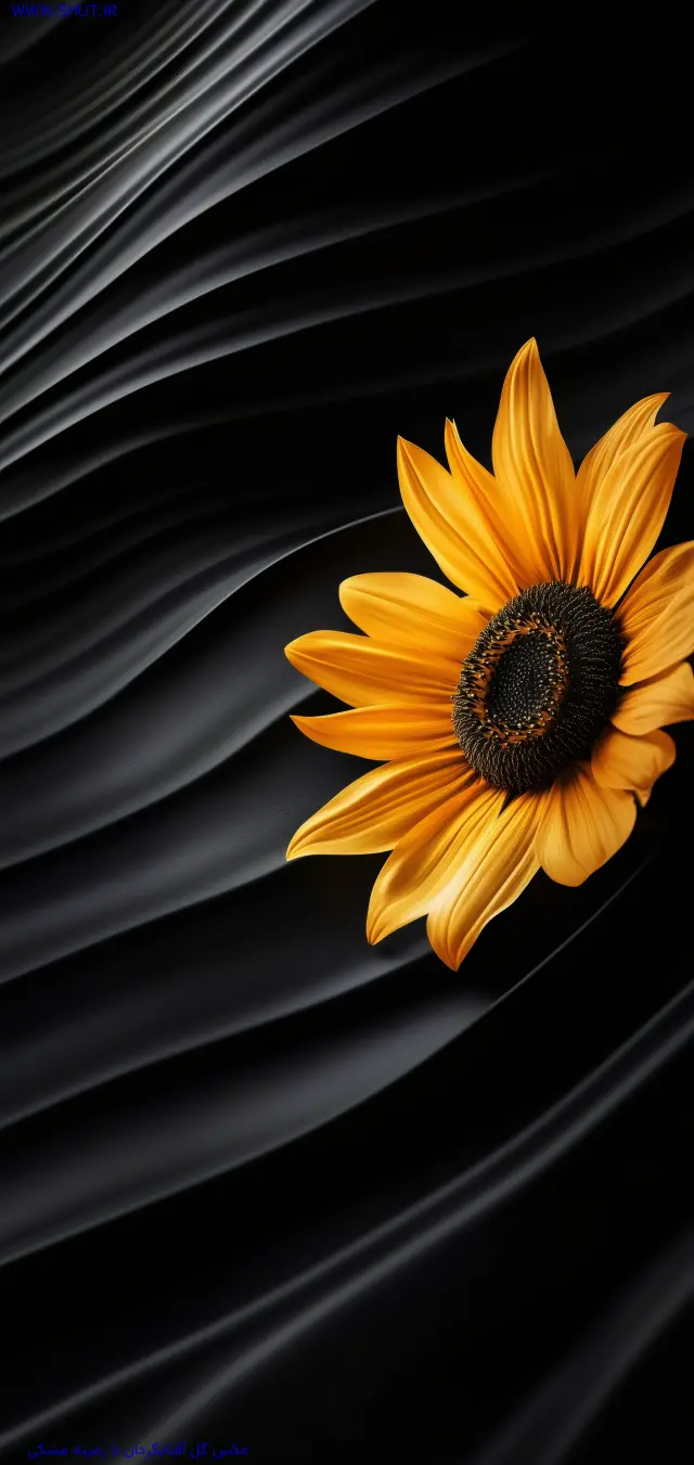 عکس گل آفتابگردان با زمینه مشکی