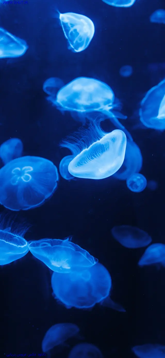 دانلود عکس عروس دریایی