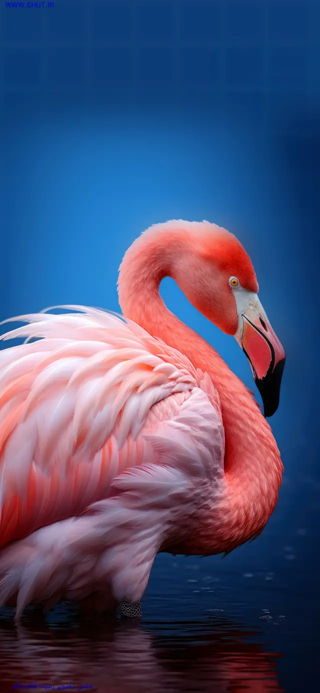 عکس تصویر زمینه فلامینگو