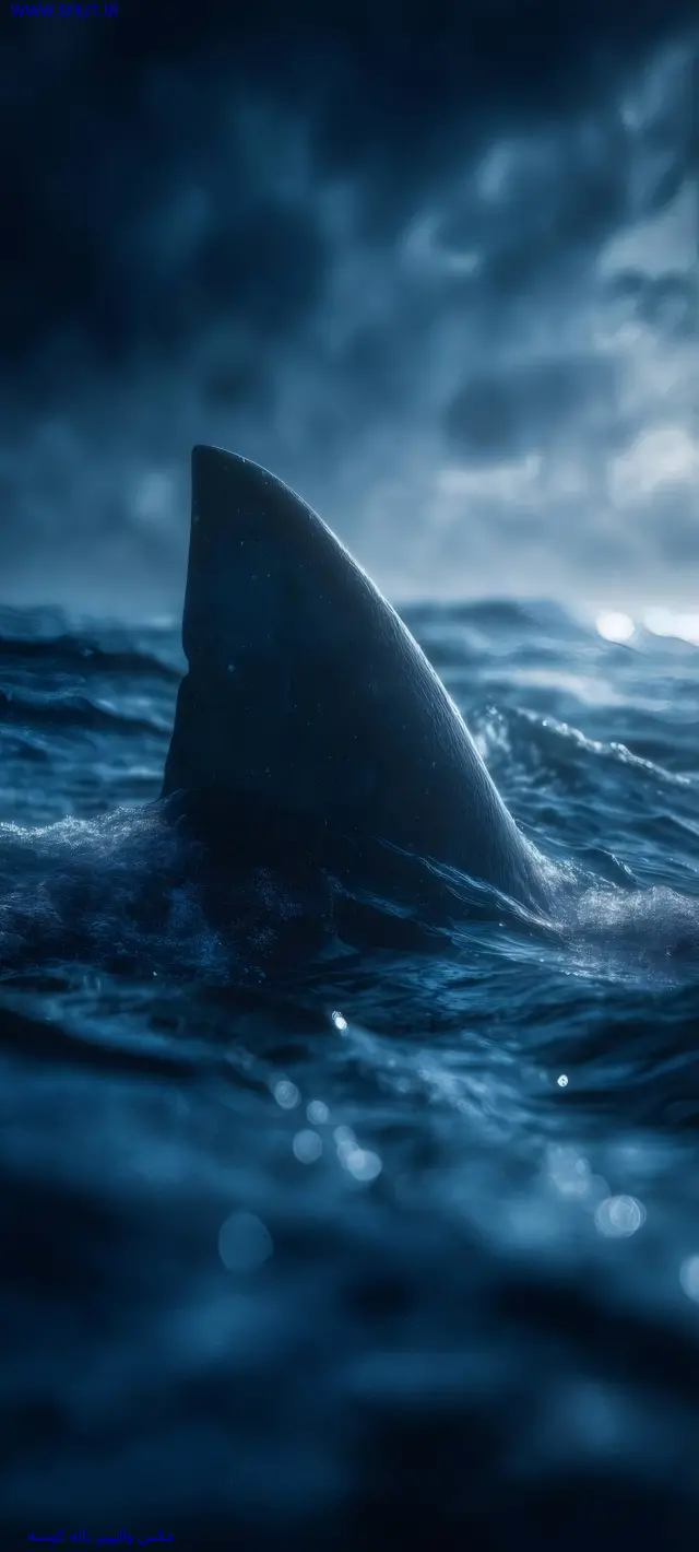 عکس والپیپر باله کوسه