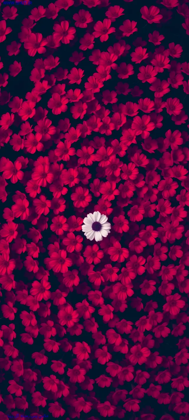 عکس پس زمینه گل زیبا