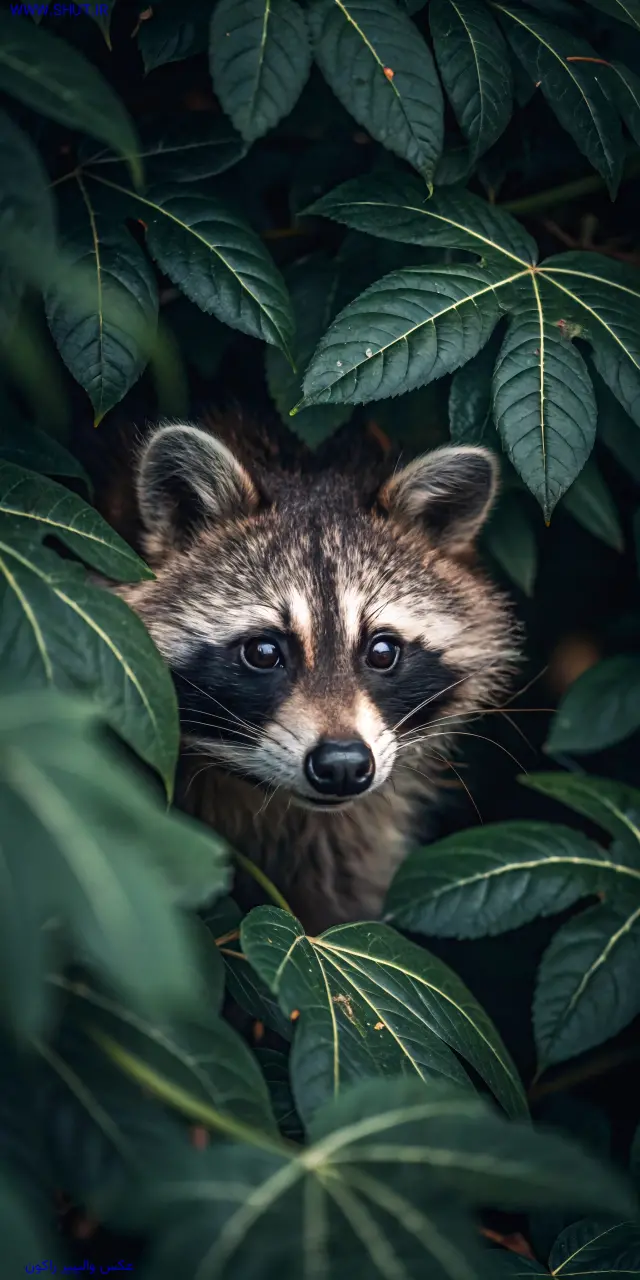 عکس والپیپر راکون