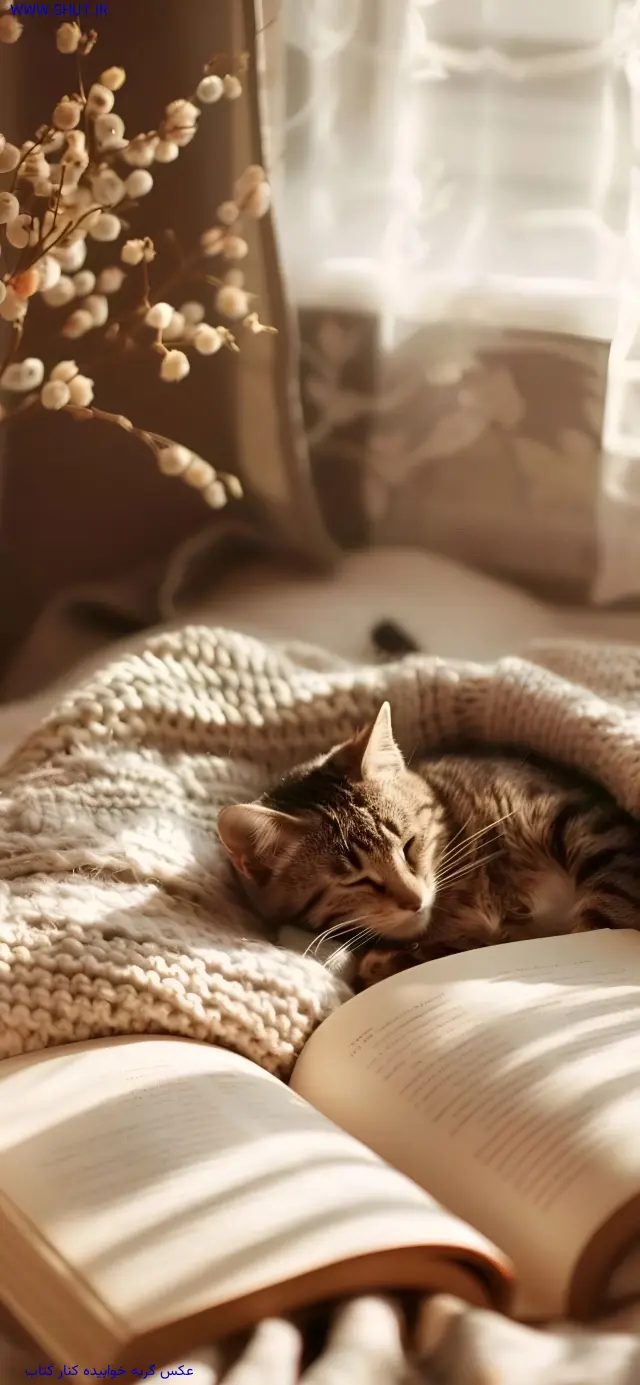 عکس گربه خوابیده کنار کتاب