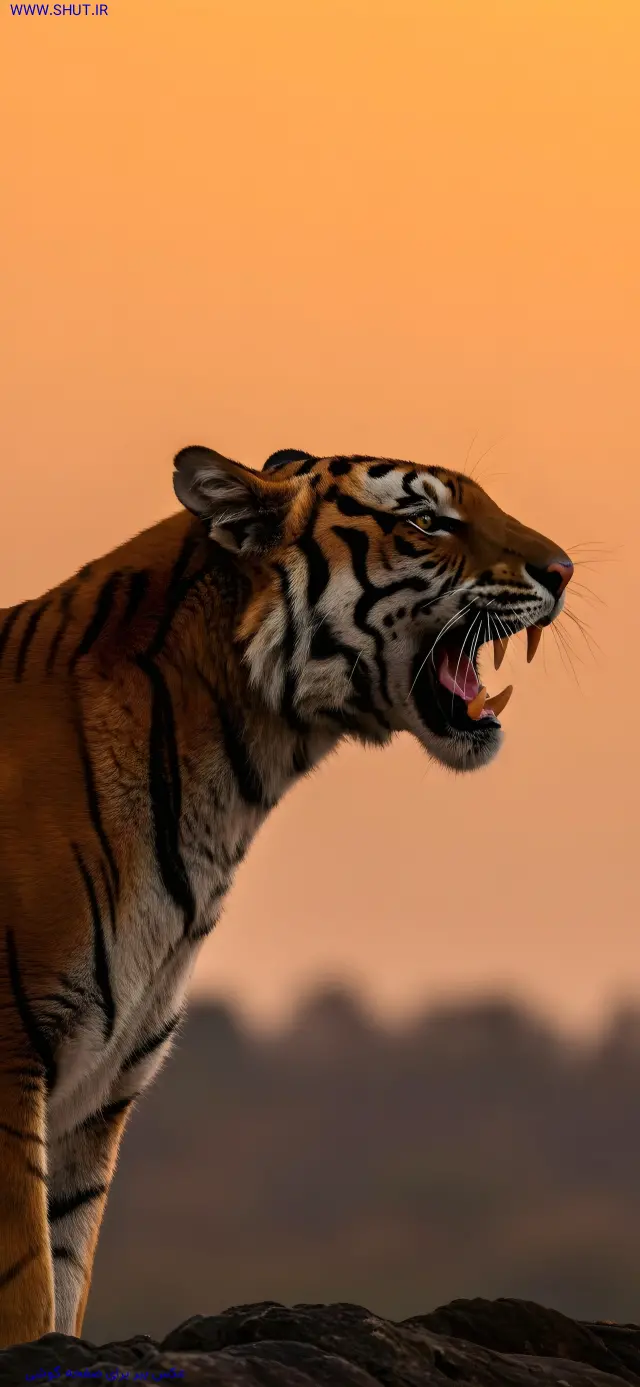 عکس ببر برای صفحه گوشی