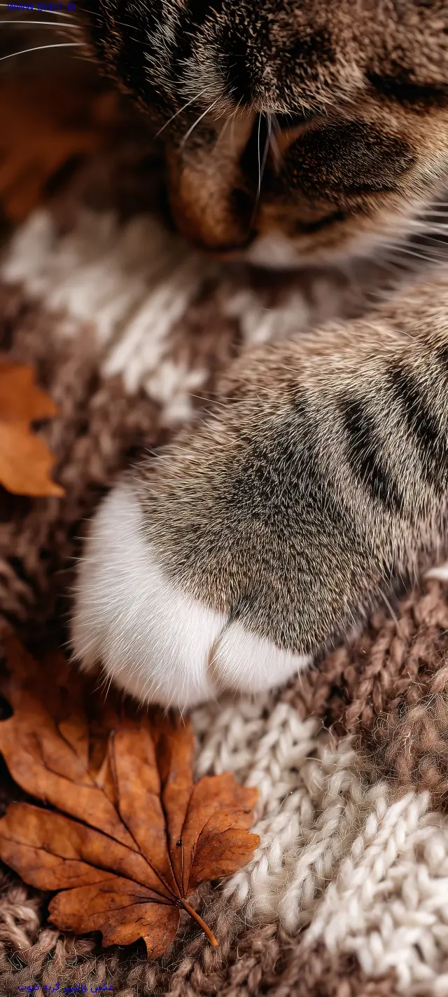 عکس والپیپر گربه کیوت