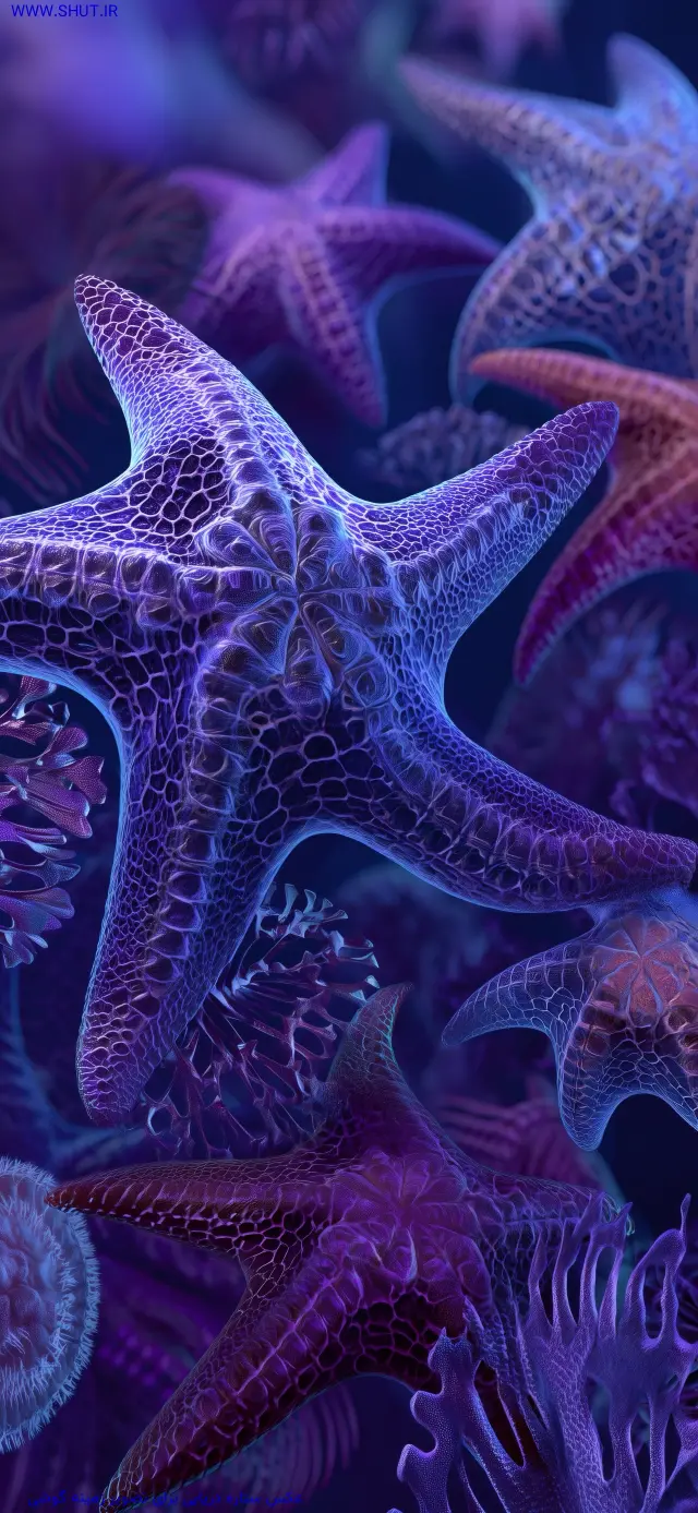 عکس ستاره دریایی برای تصویر زمینه گوشی