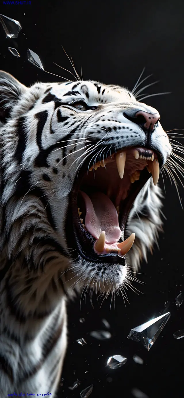 عکس ببر سفید برای والپیپر