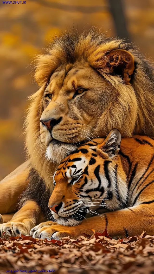 دانلود عکس تصویر زمینه شیر و ببر