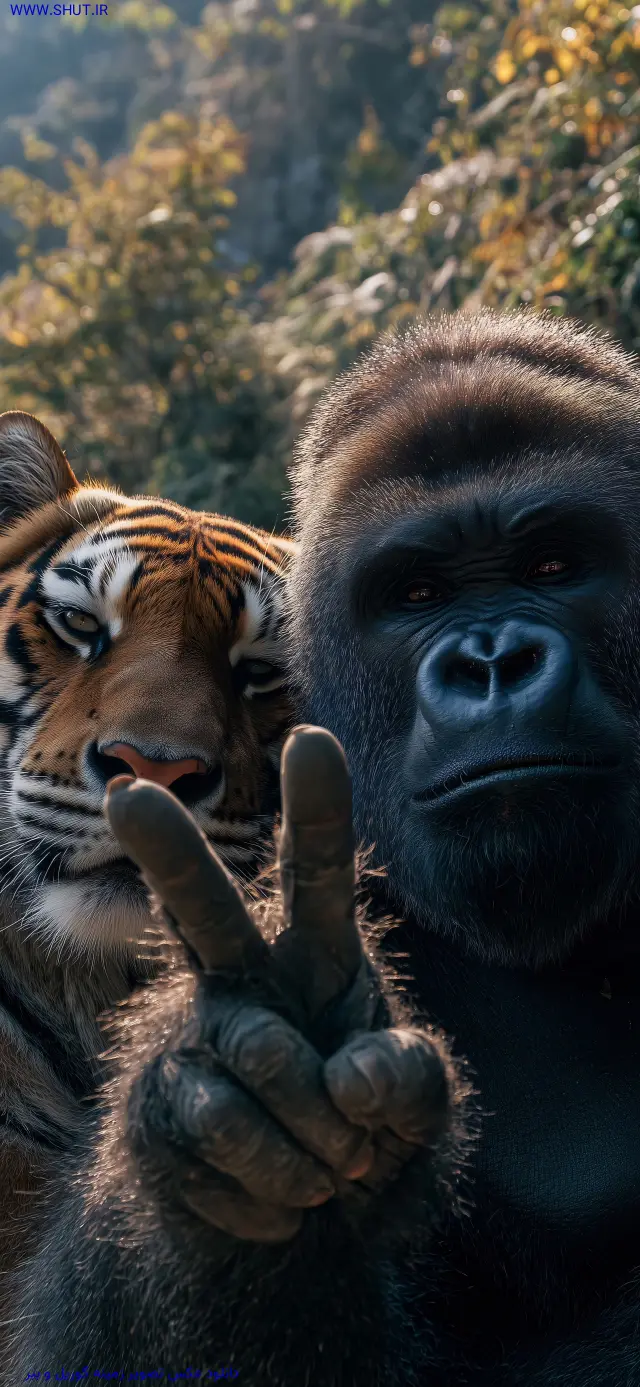 دانلود عکس تصویر زمینه گوریل و ببر