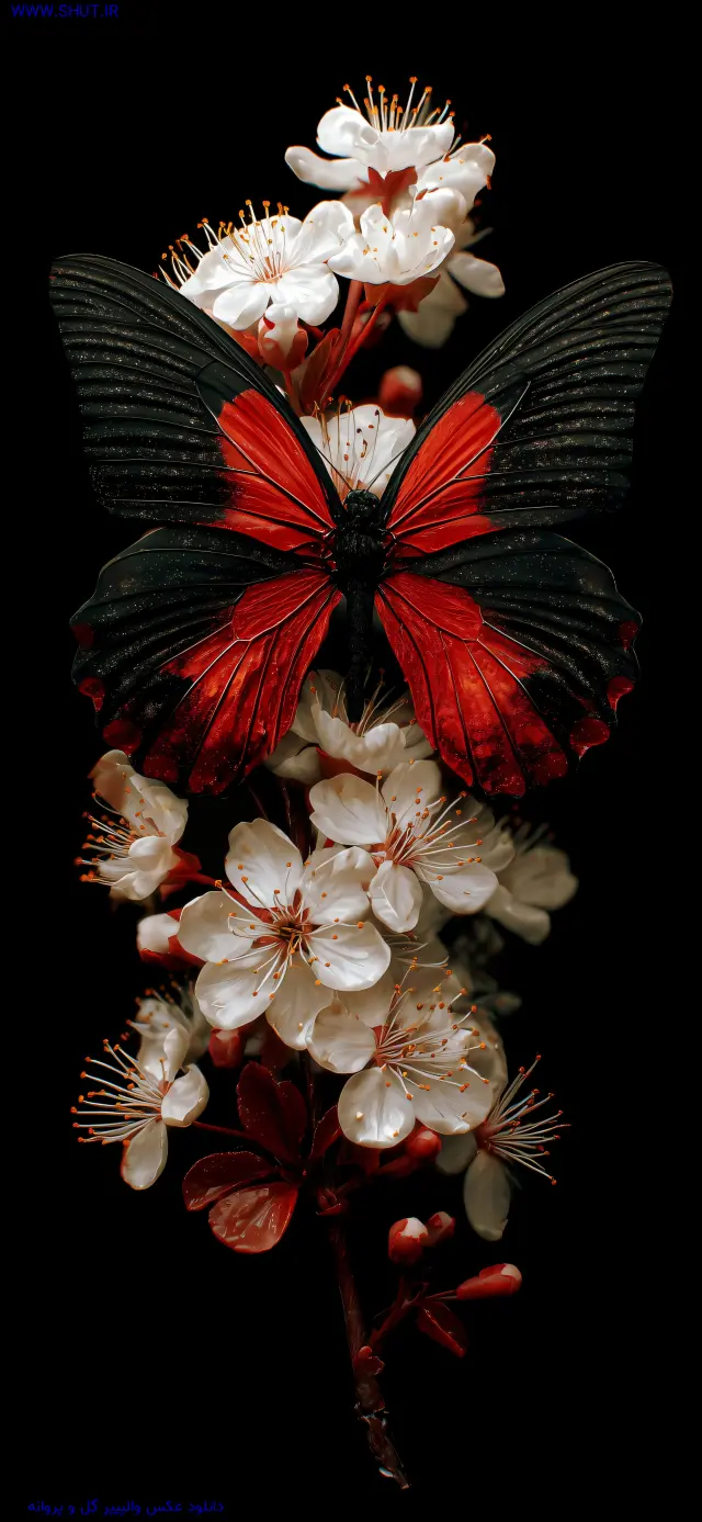 دانلود عکس والپیپر گل و پروانه