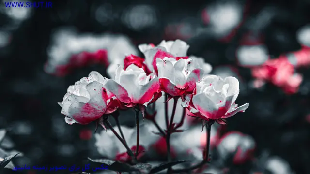 عکس گل برای تصویر زمینه مانیتور