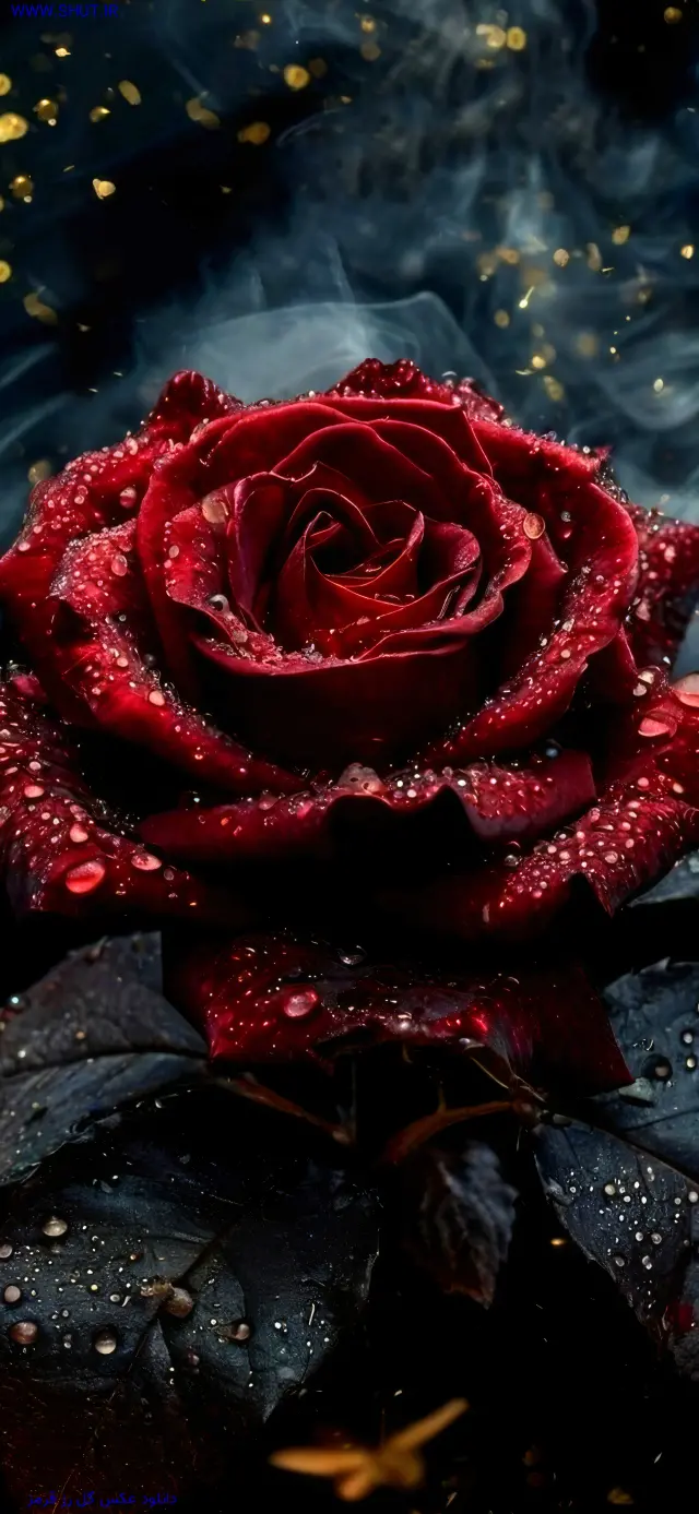 دانلود عکس گل رز قرمز