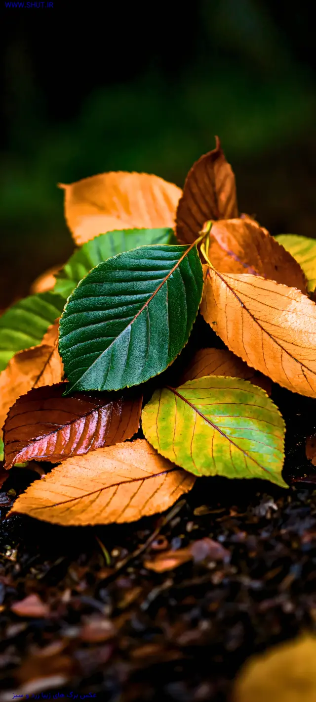 عکس برگ های زیبا زرد و سبز