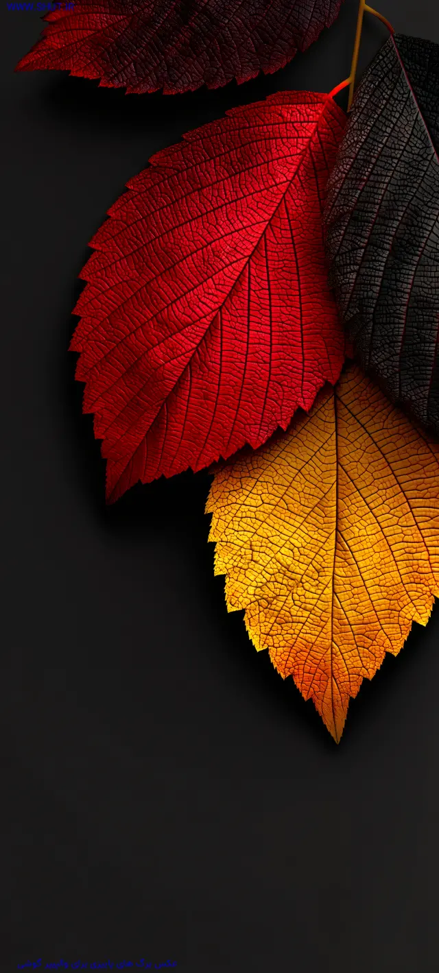 عکس برگ های پاییزی برای والپیپر گوشی