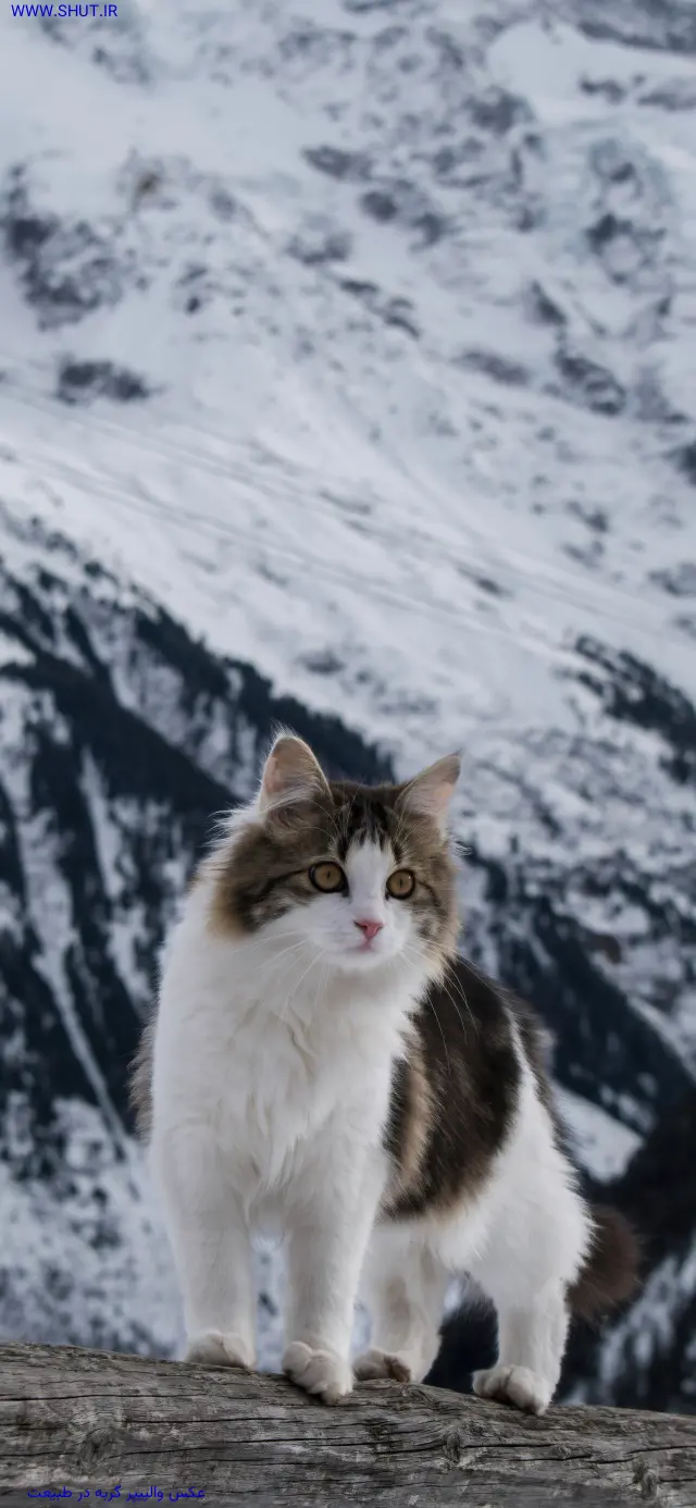 عکس والپیپر گربه در طبیعت