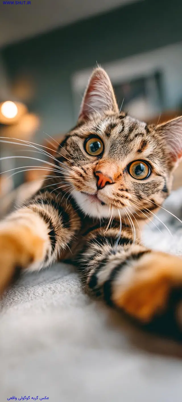 عکس گربه گوگولی واقعی